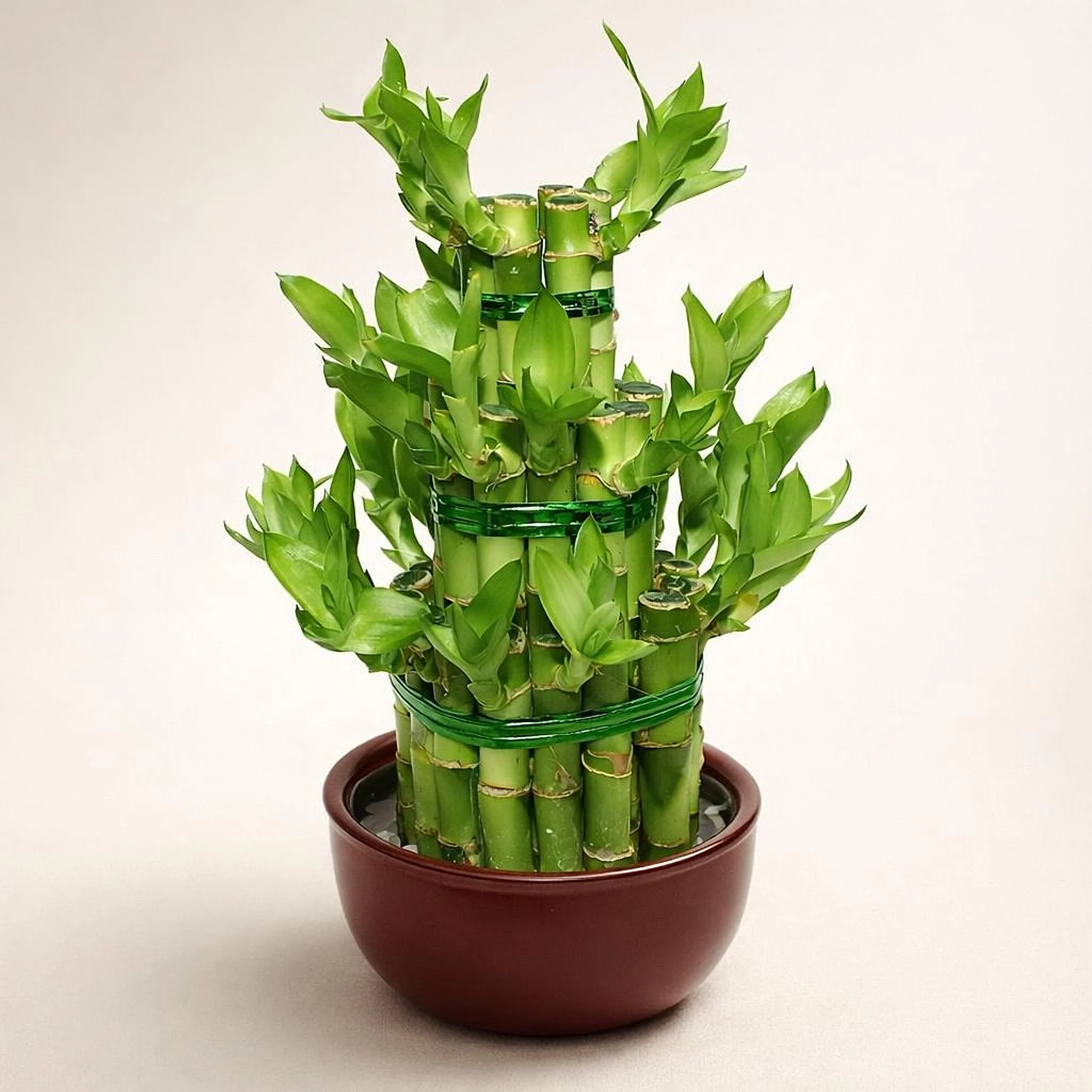 Lucky Bamboo /nedostupno/ AI 1