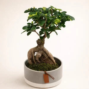 Bonsai stablo AI 1