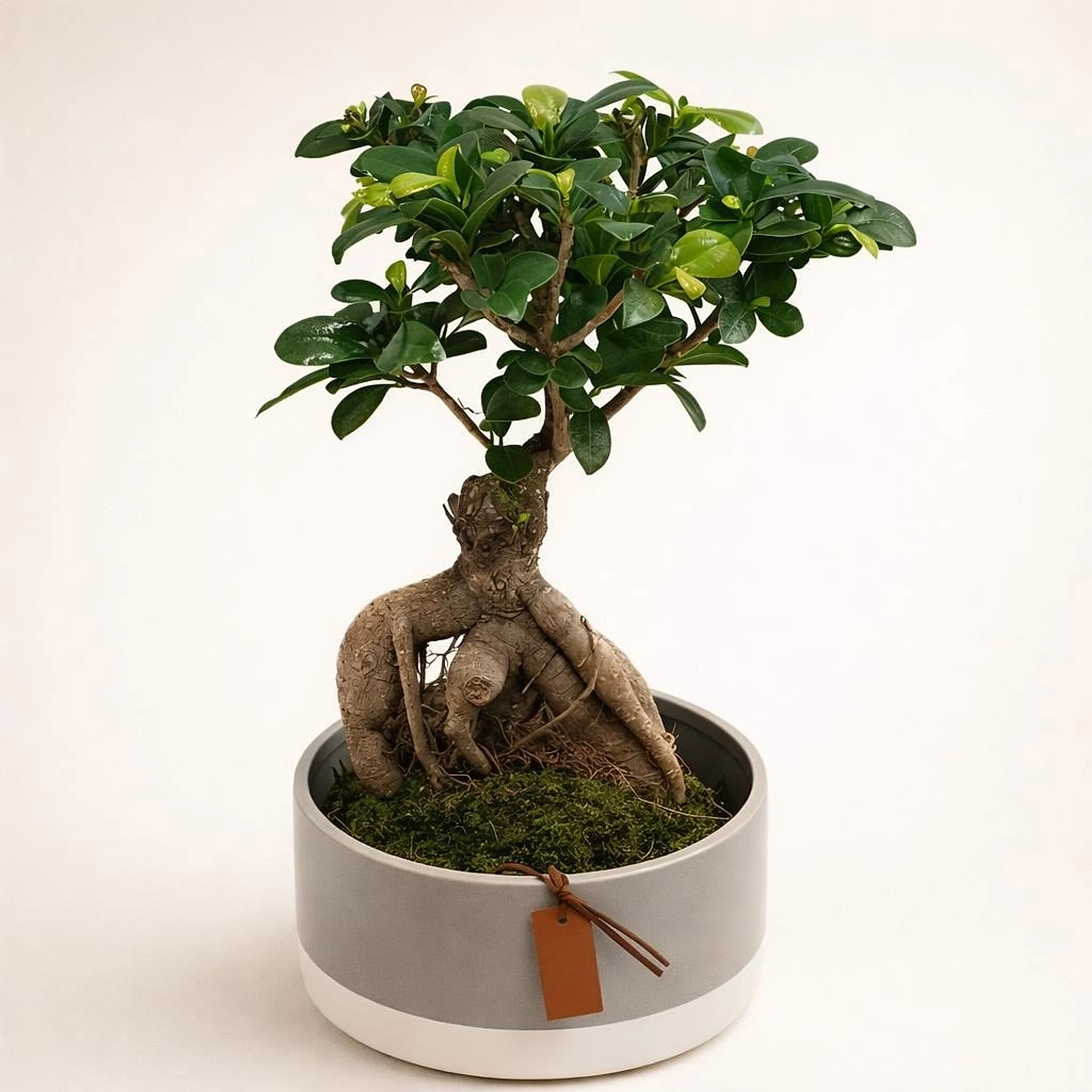 Bonsai stablo AI 1