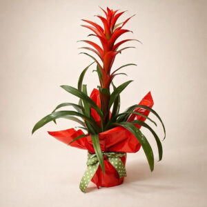 Bromelia AI 1