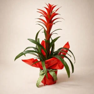 Bromelia AI 1