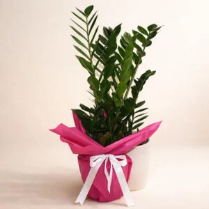 Zamioculcas AI 1